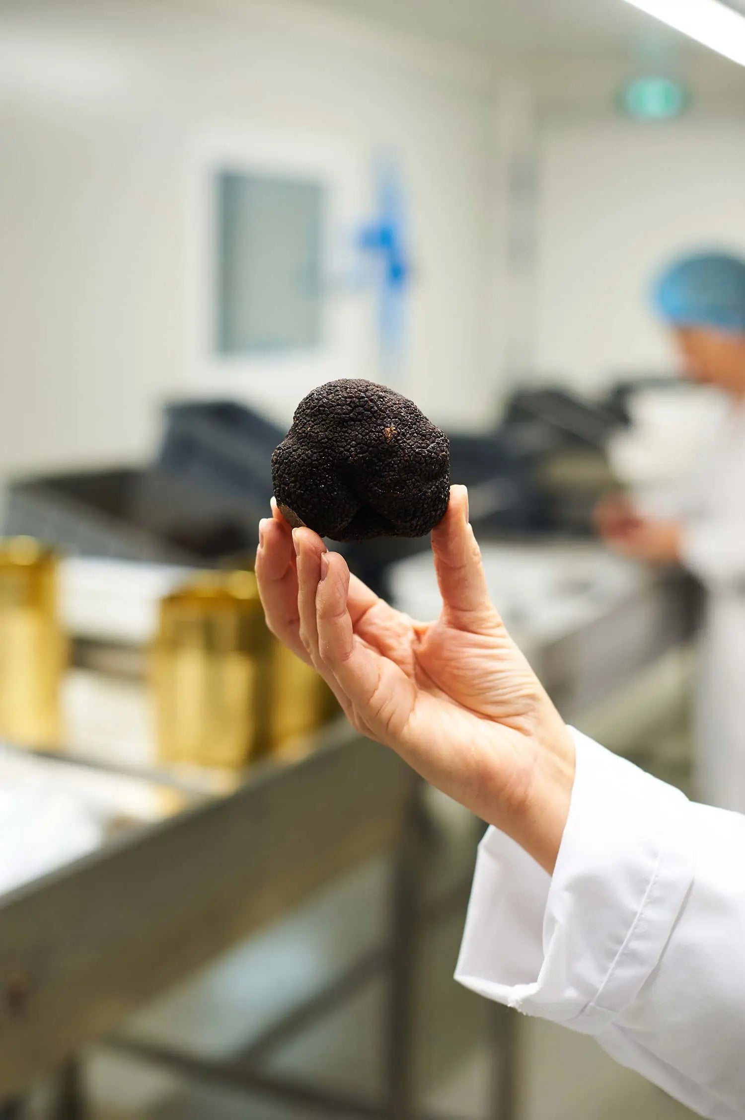 La Truffe noire vs la truffe blanche : quelles différences ?