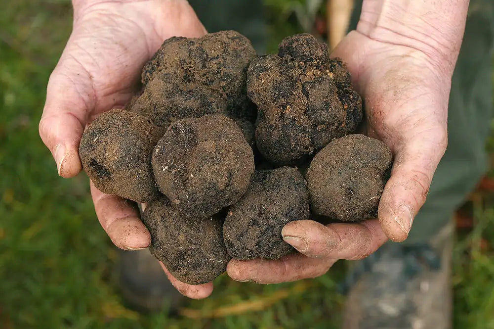 brisure-truffe-noire