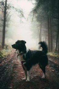 chien-truffier
