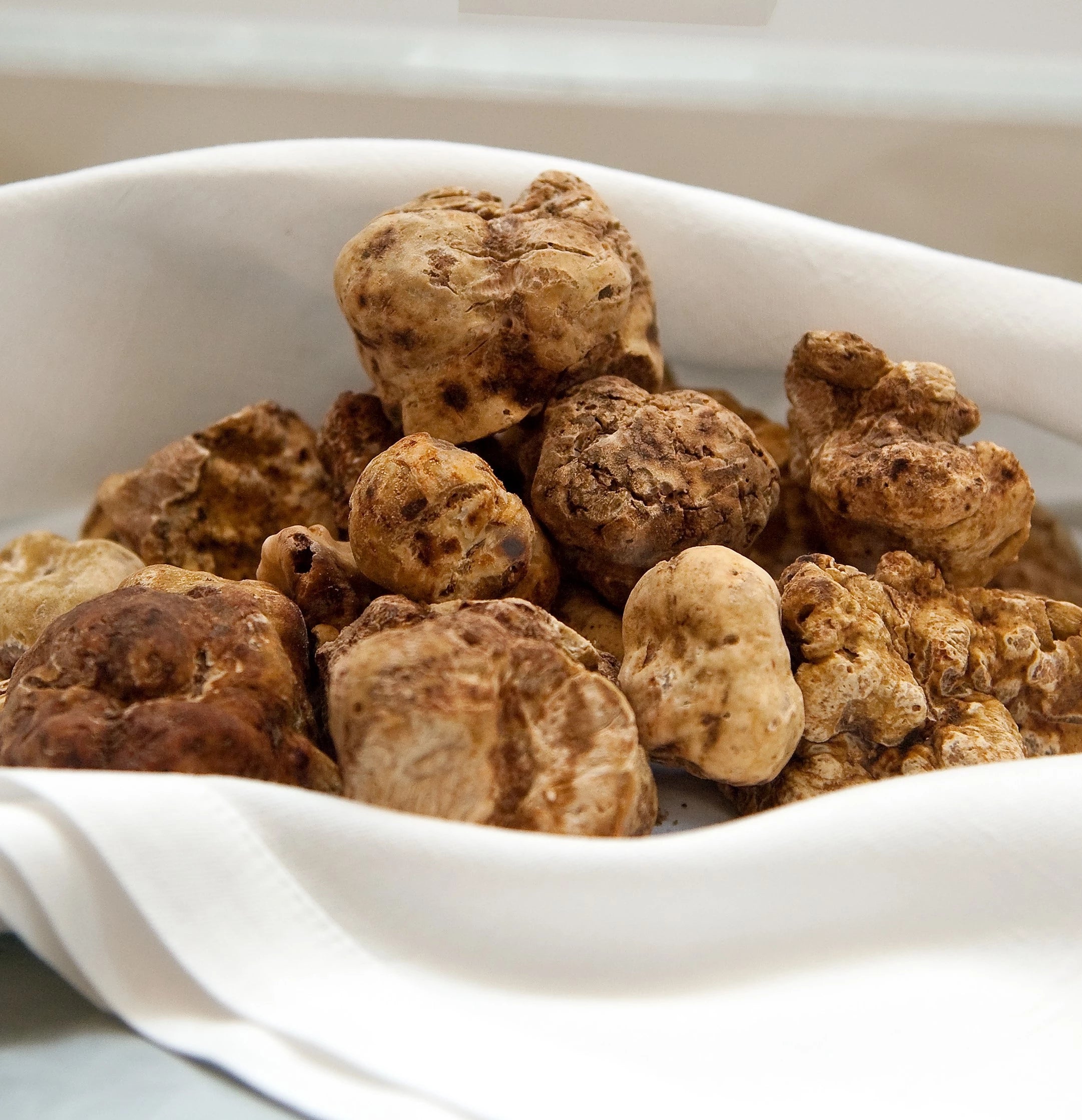 On peut cultiver la truffe blanche d'Italie - Sciences et Avenir