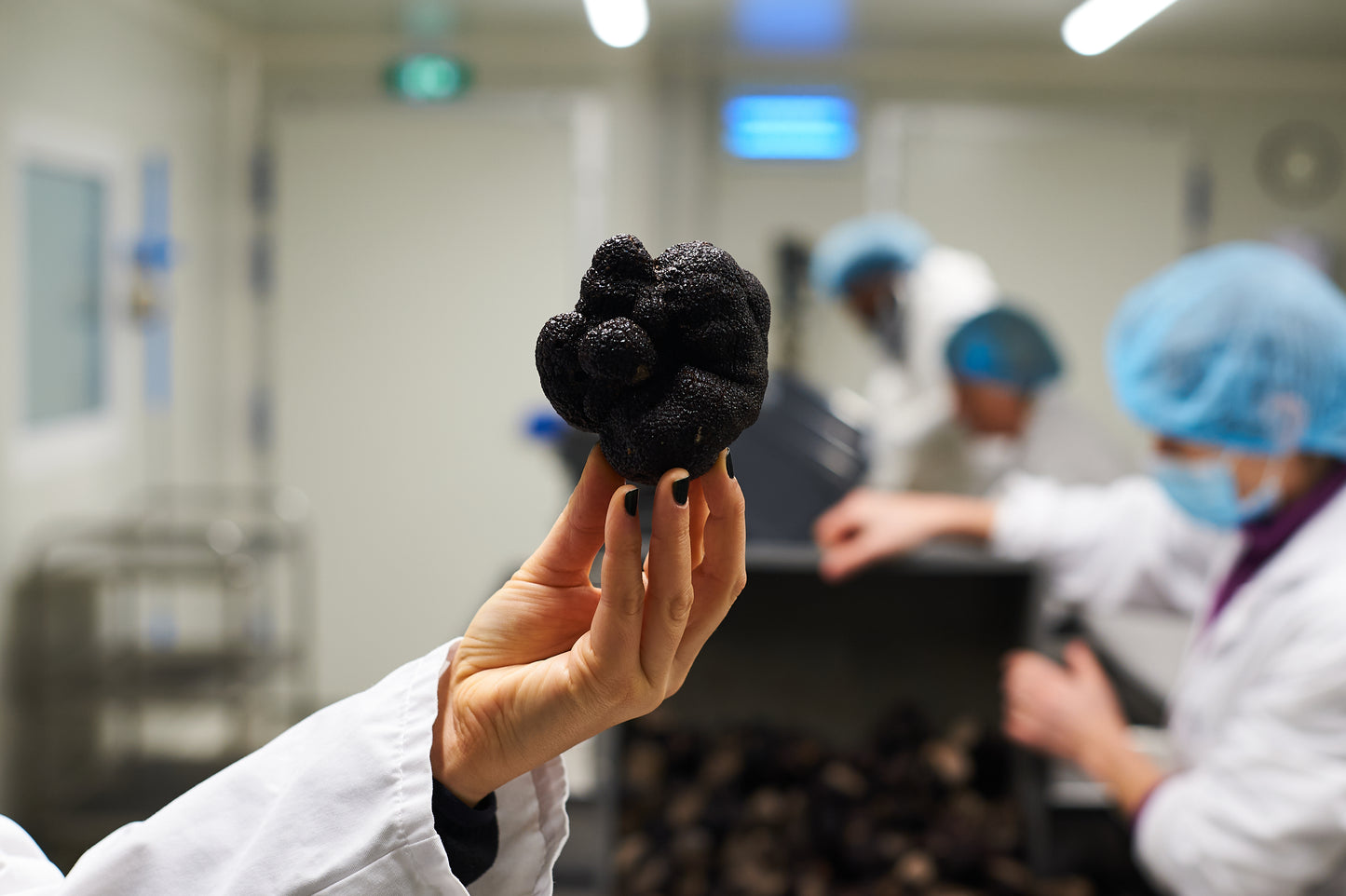 Truffes noires fraîches EXTRA Entières