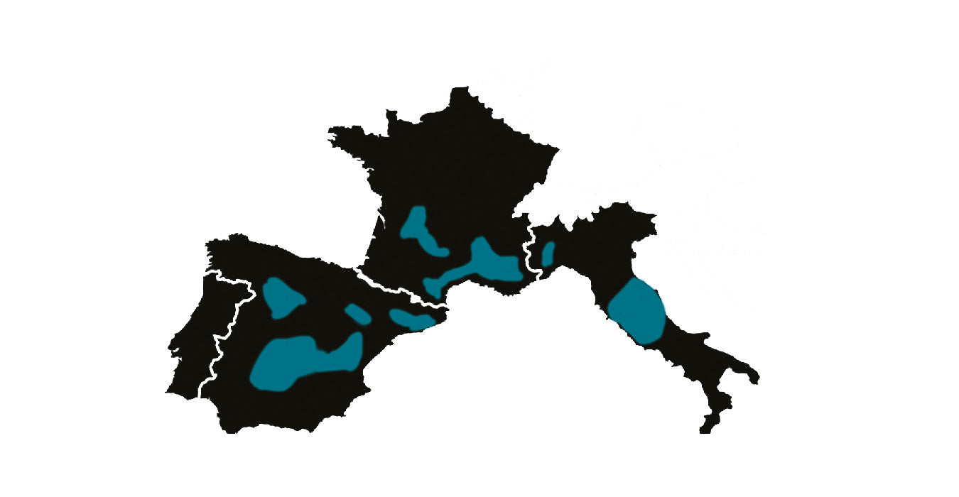 region-truffe-ete