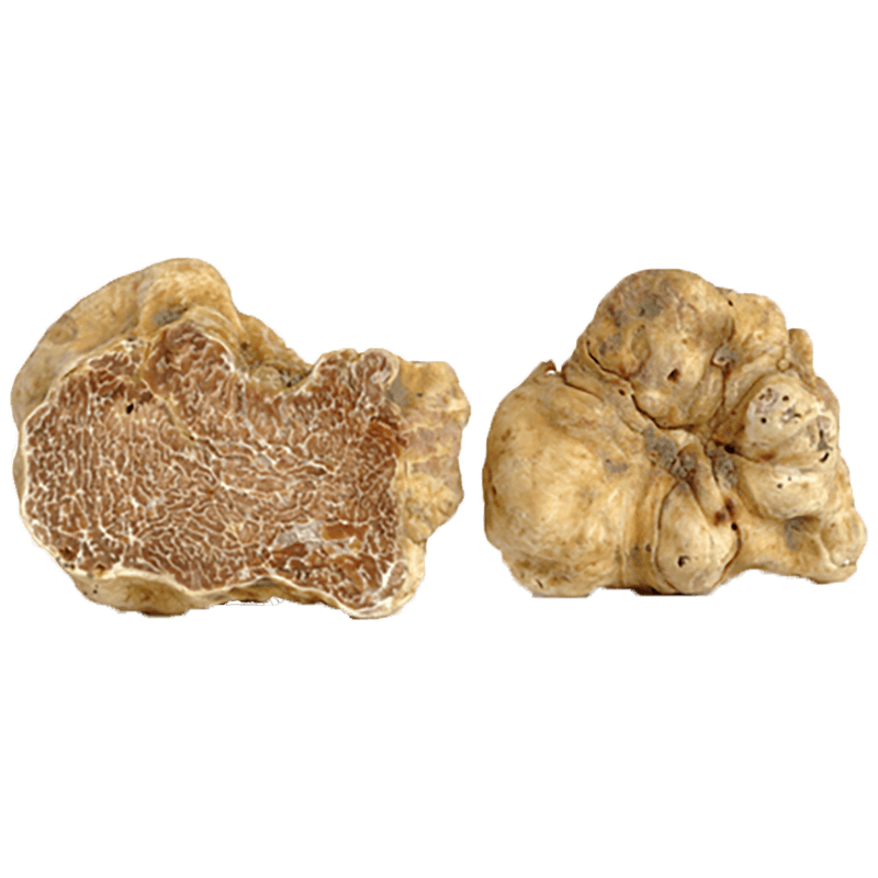 truffe-alba