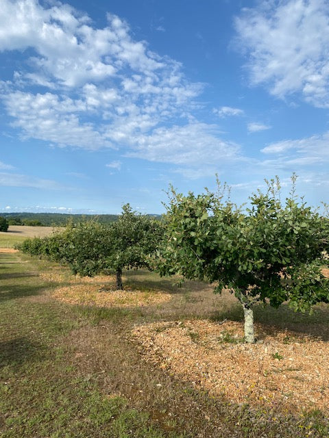 Morceaux de truffes noires fraîches