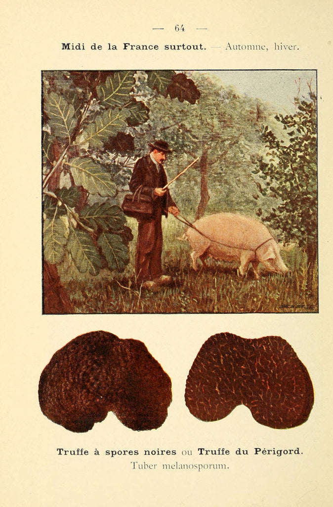 affiche-tuber-melanosporum