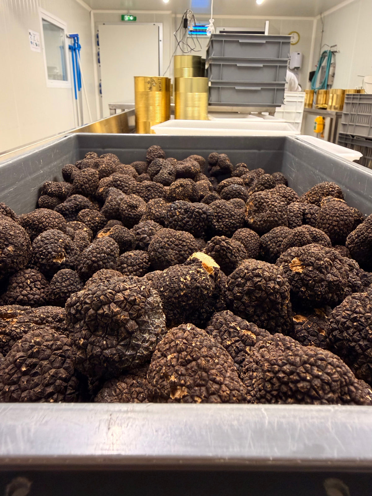 La truffe d'automne : une saison particulière et quelques conseils pour en profiter