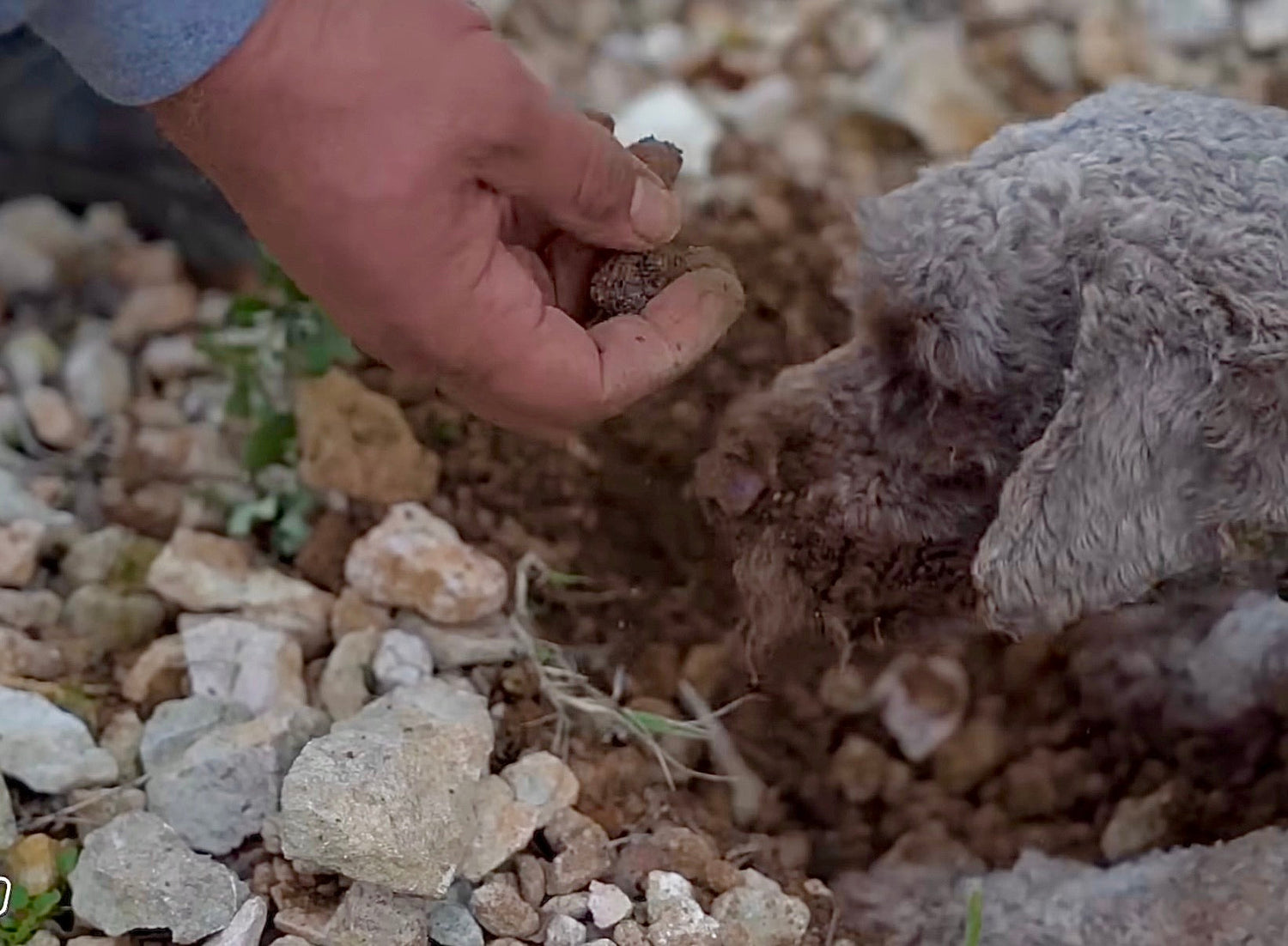 Le cavage de la truffe : ce que nous apprend vraiment le terrain