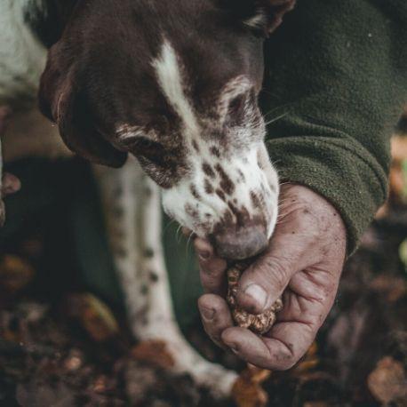 chien-truffier