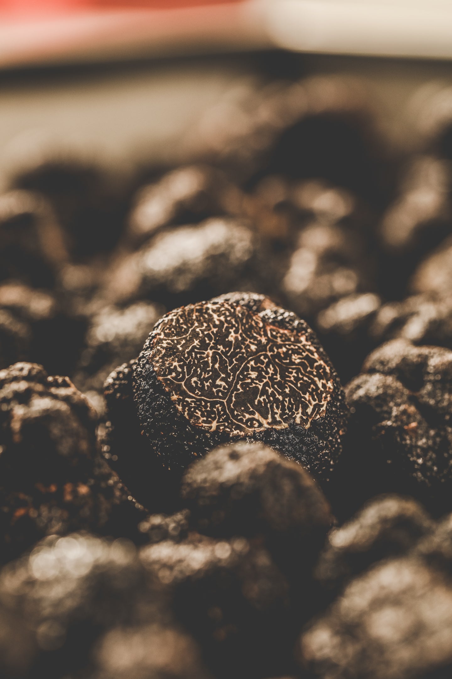 Pieces of fresh Argentinian black truffles