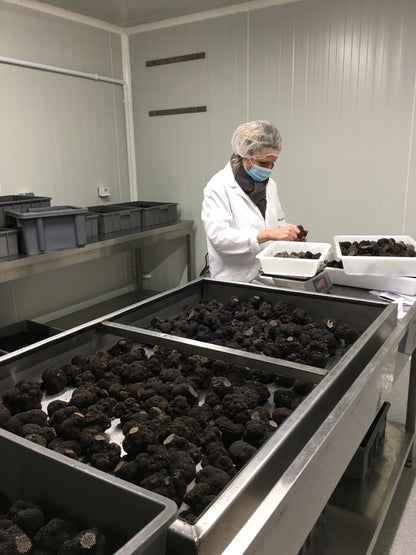 Pelures de truffes noires du Périgord fraîche
