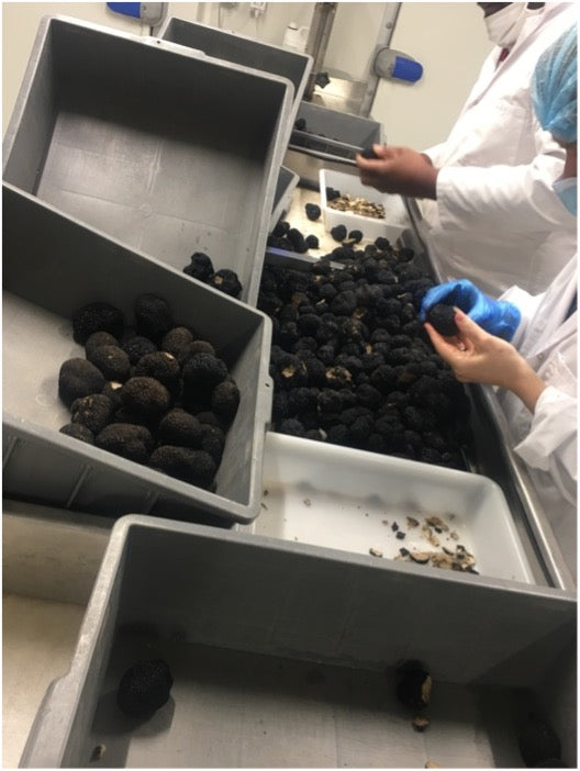 Morceaux 1ère ébullition de Truffes noirs du Périgord