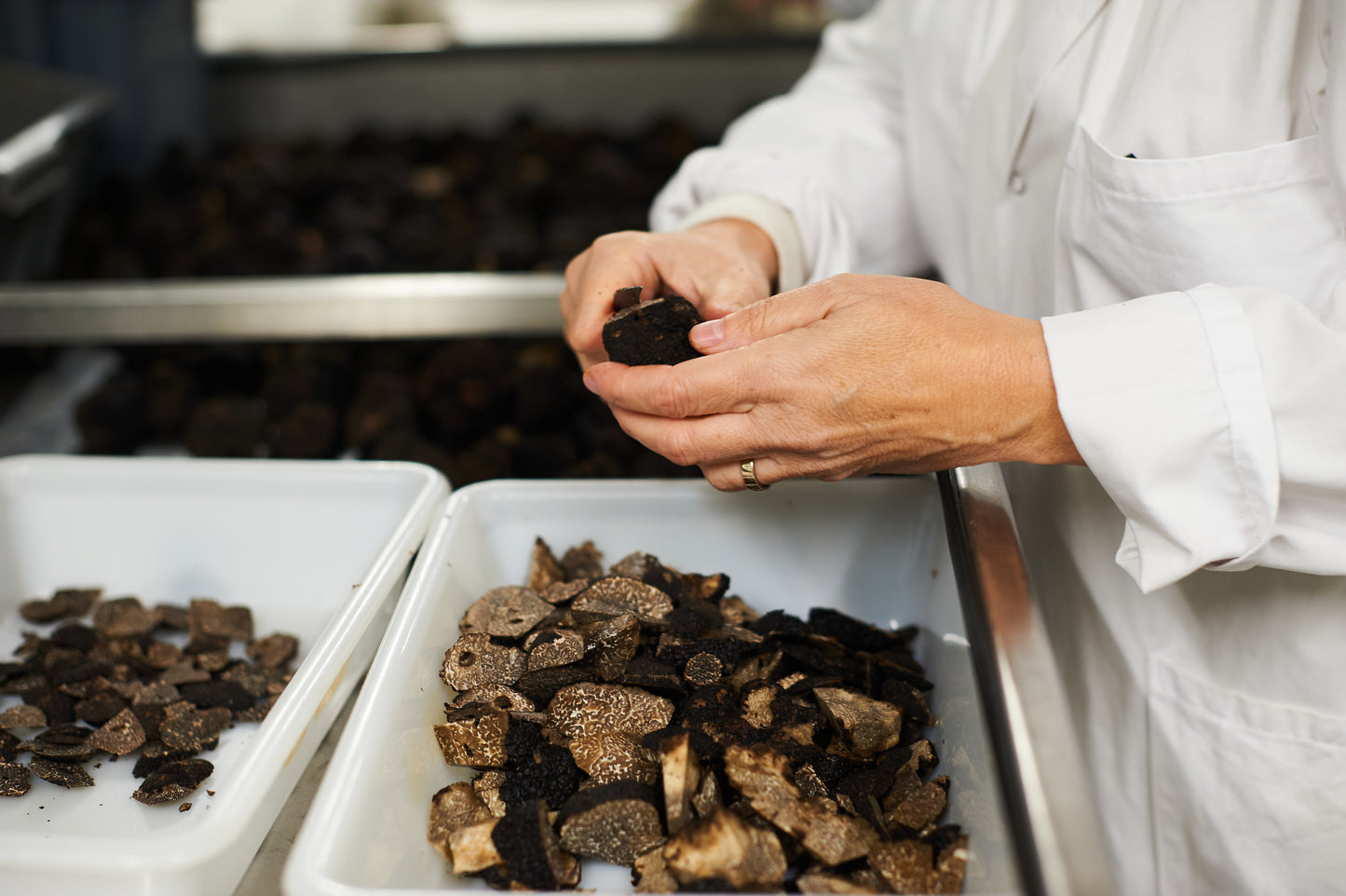 Brisure de truffes noires du Périgord fraîche