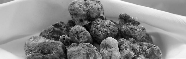 Truffes blanches fraîches Tuber Magnatum Grande taille