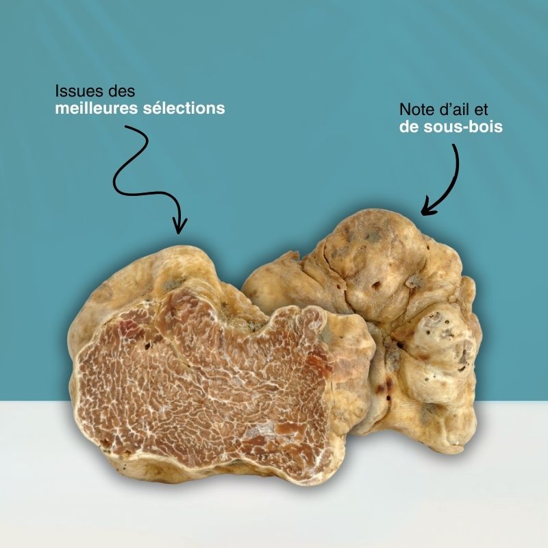 infographie-truffe-alba