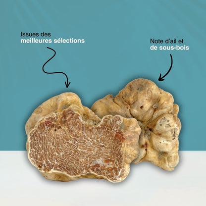 infographie-truffe-alba